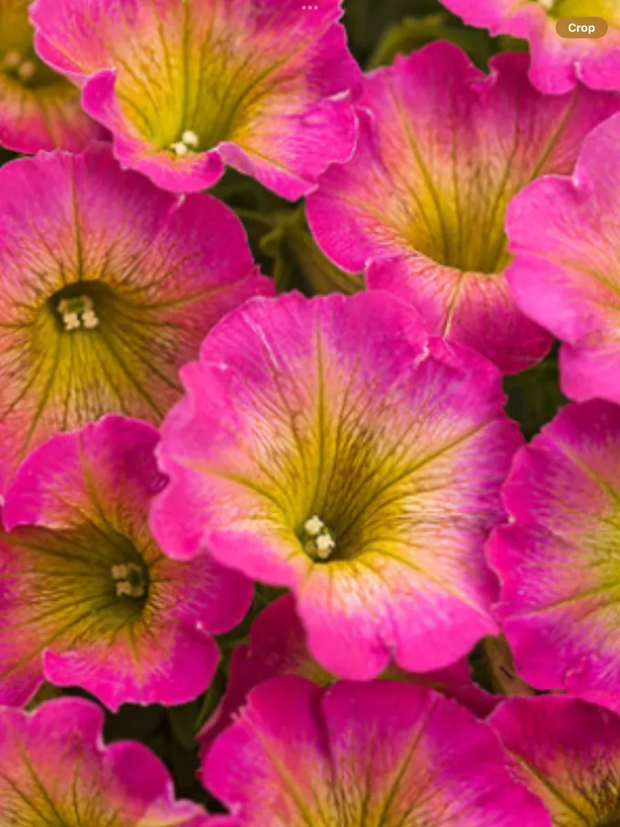 Supertunia Daybreak CharmPetunia hybrid