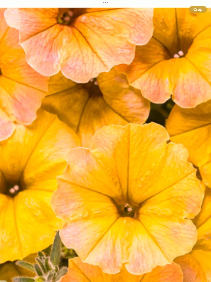 Supertunia Honey™Petunia hybrid