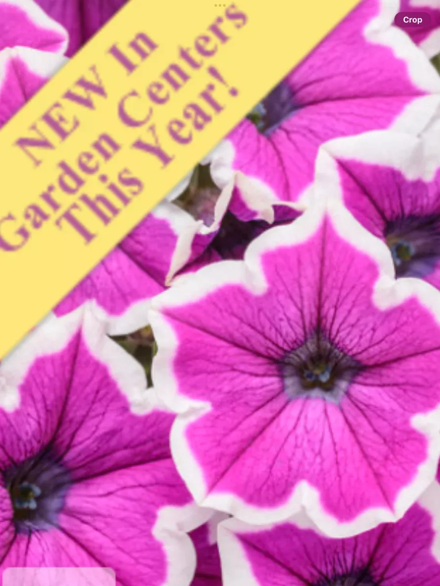 Supertunia Hoopla Vivid Orchid™Petunia hybrid