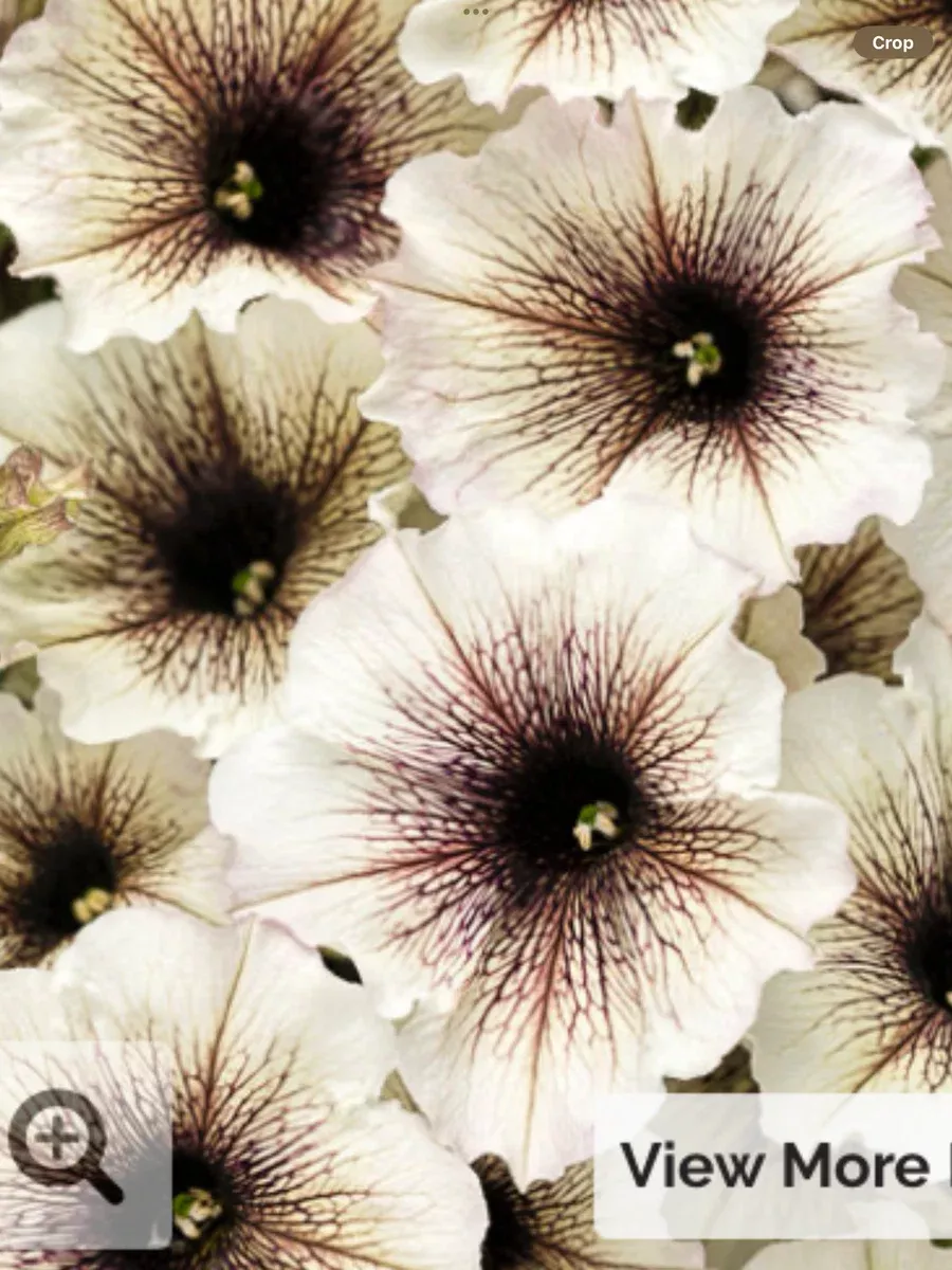 Supertunia Latte™Petunia hybrid