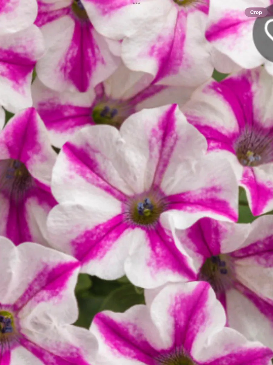 Supertunia Lovie Dovie™Petunia hybrid