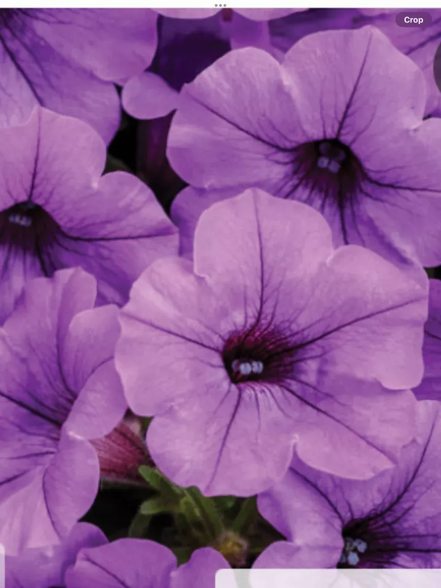 Supertunia Mini Vista IndigoPetunia hybrid