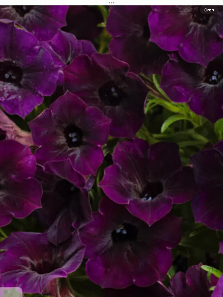 Supertunia Mini Vista MidnightPetunia hybrid
