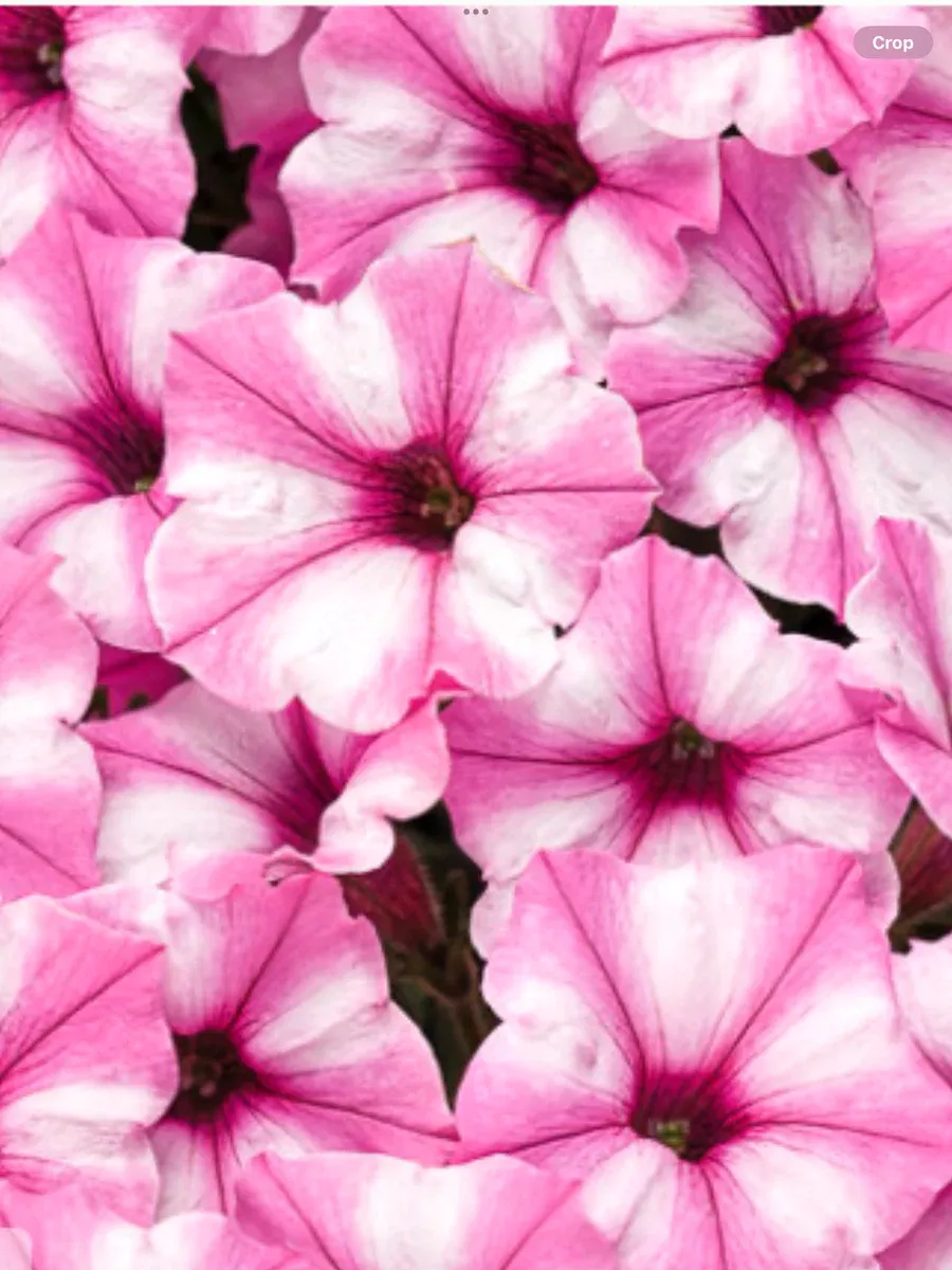 Supertunia Mini Vista Pink StarPetunia hybrid