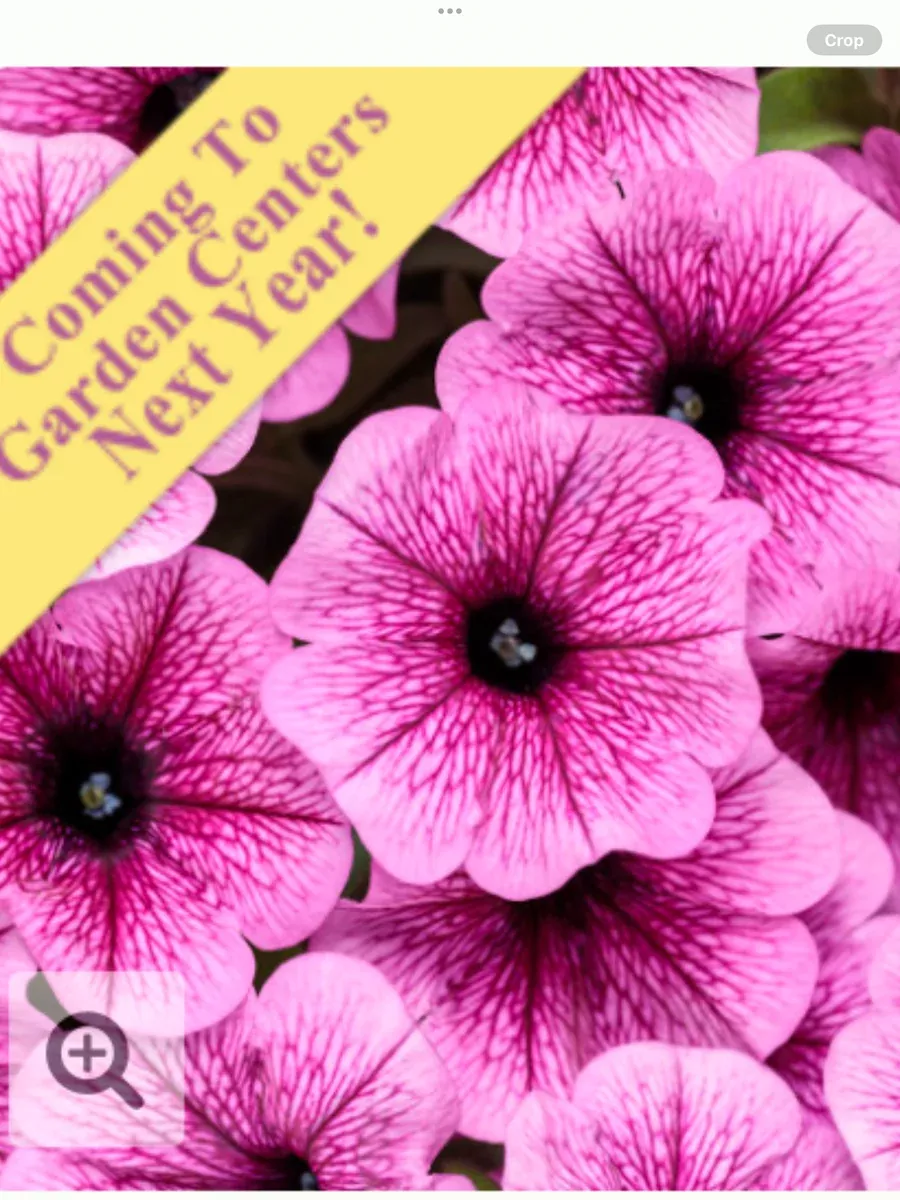 Supertunia Mini Vista Plum VeinedPetunia hybrid