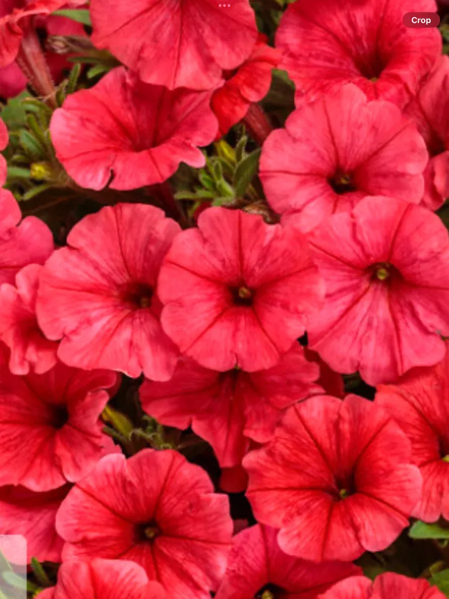 Supertunia Mini Vista ScarletPetunia hybrid