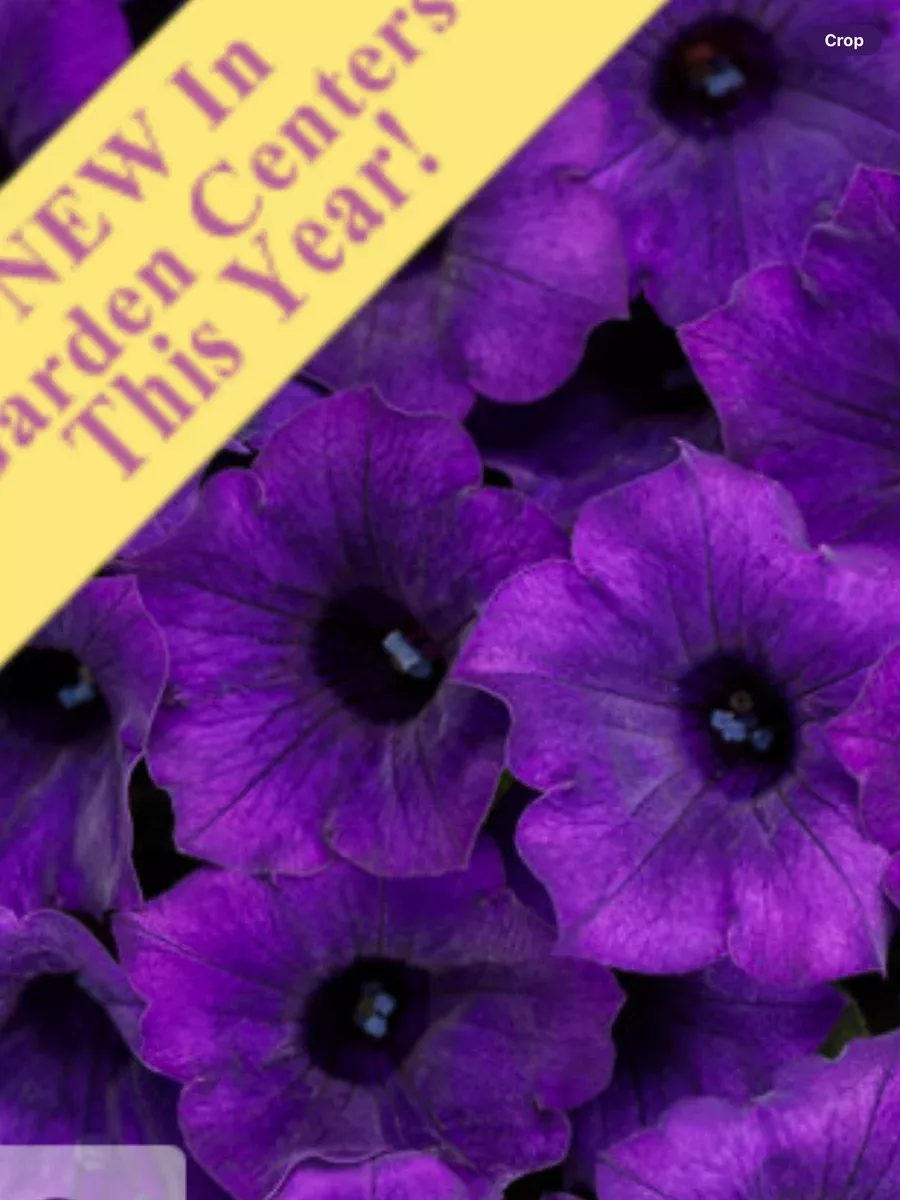 Supertunia Mini Vista UltramarinePetunia hybrid
