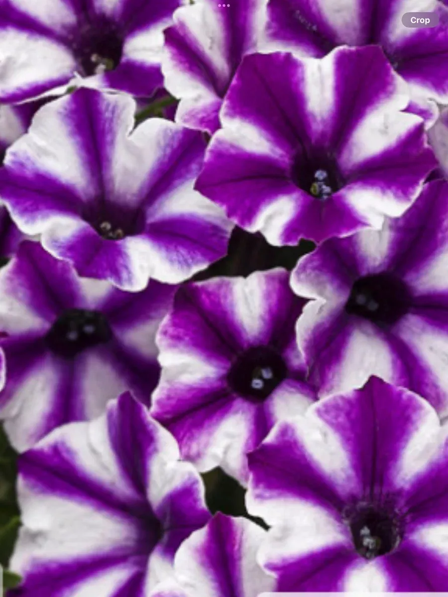 Supertunia Mini Vista Violet StarPetunia hybrid
