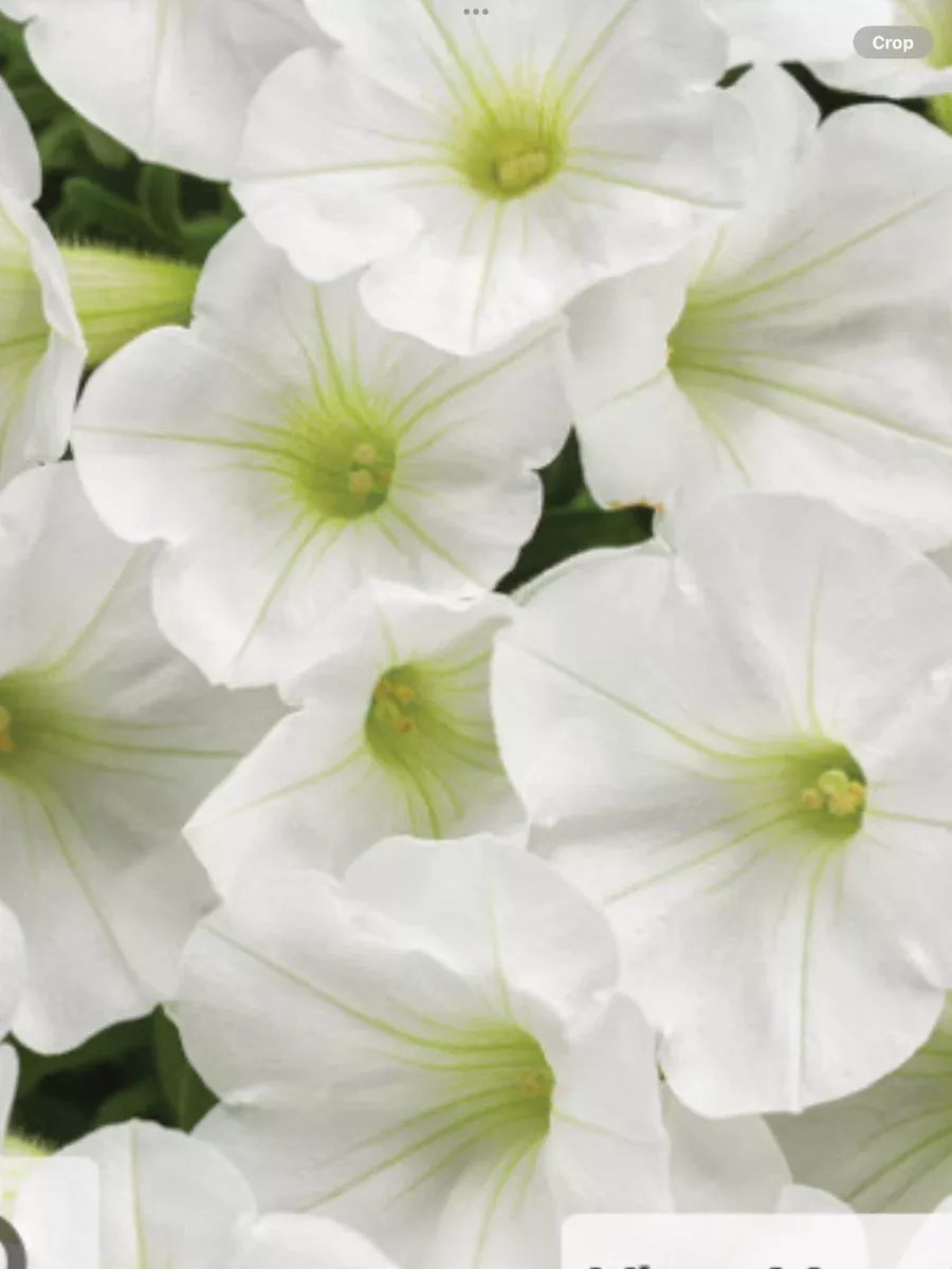 Supertunia Mini Vista WhitePetunia hybrid