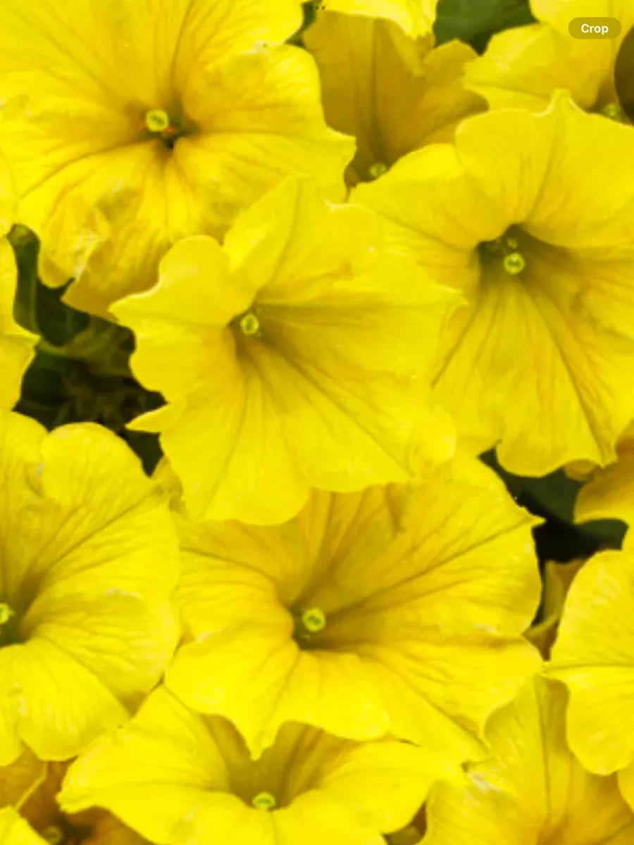 Supertunia Mini Vista YellowPetunia hybrid