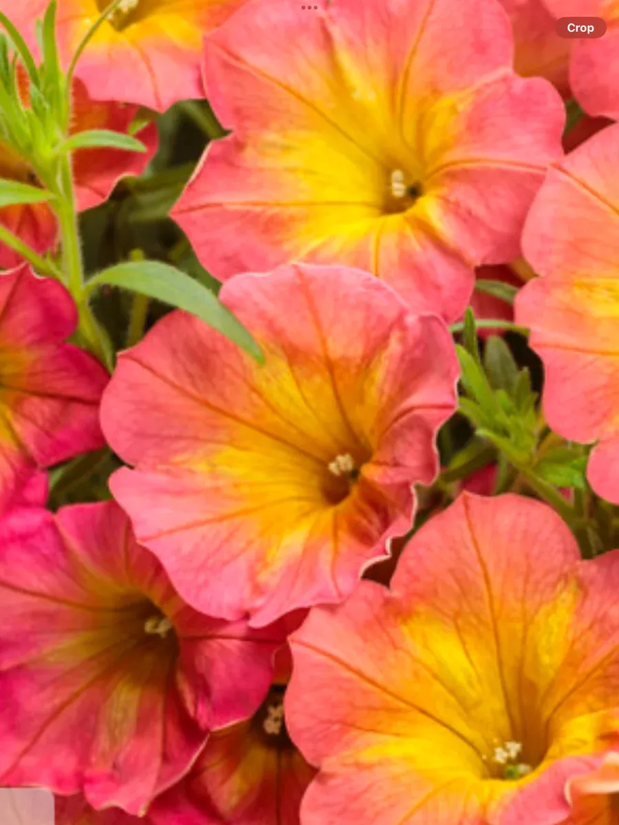 Supertunia PersimmonPetunia hybrid