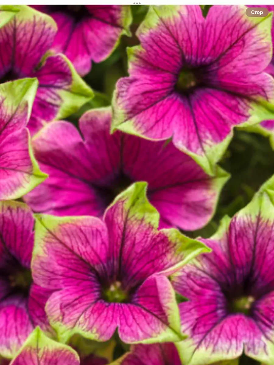 Supertunia Picasso in PurplePetunia hybrid