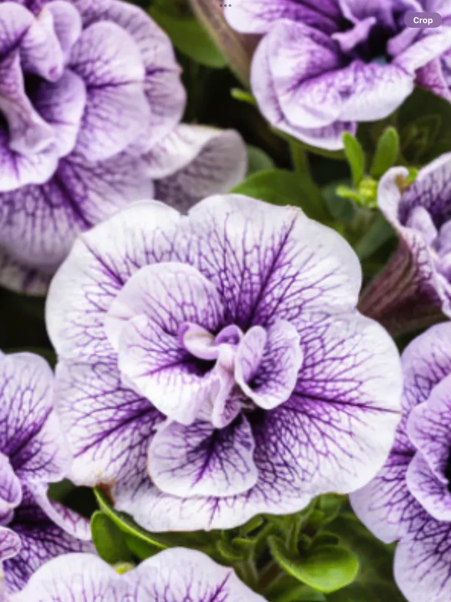 Supertunia PriscillaPetunia hybrid