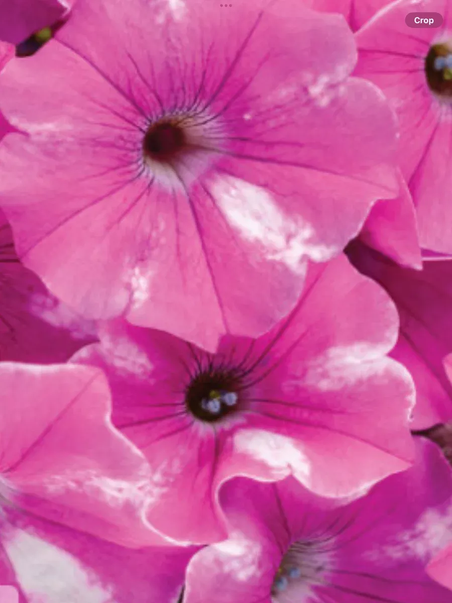 Supertunia Raspberry Rush™Petunia hybrid