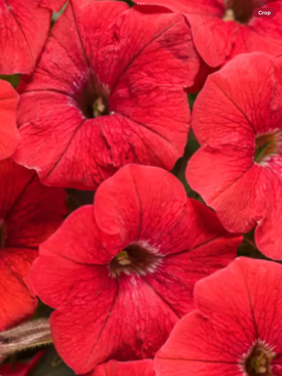 Supertunia Really RedPetunia hybrid