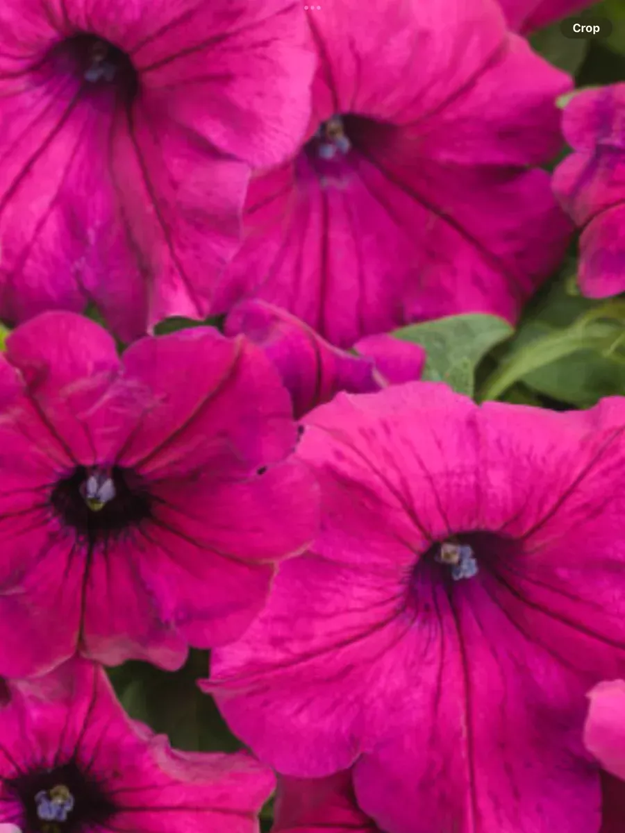 Supertunia Royal MagentaPetunia hybrid