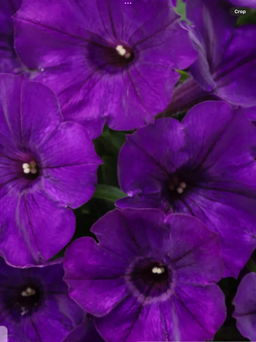 Supertunia Royal VelvetPetunia hybrid