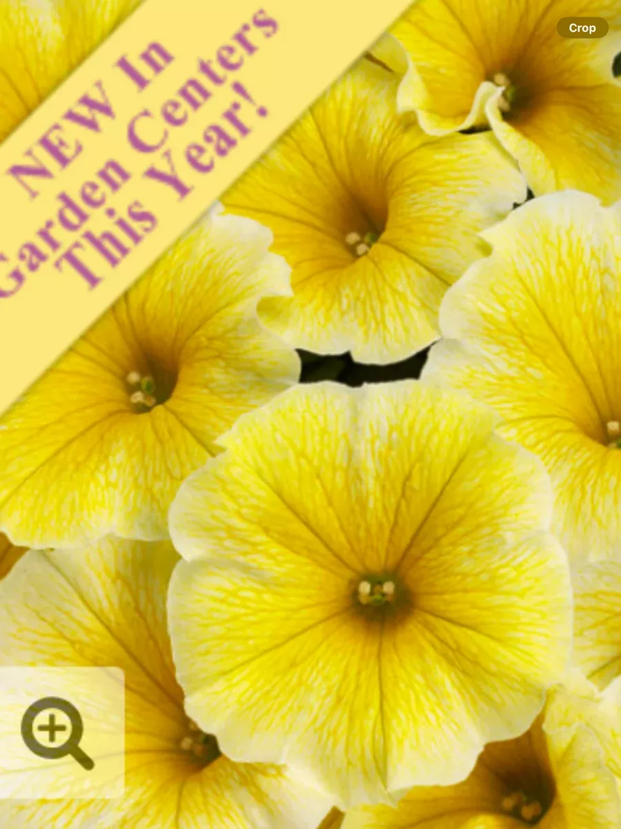 Supertunia Saffron Finch™Petunia hybrid