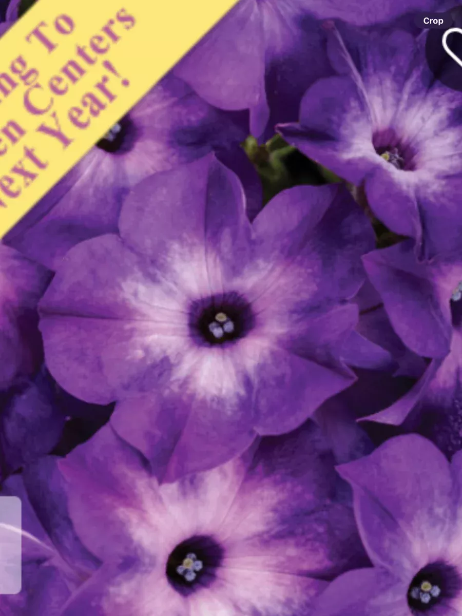 Supertunia Tiara Blue petuniaPetunia hybrid
