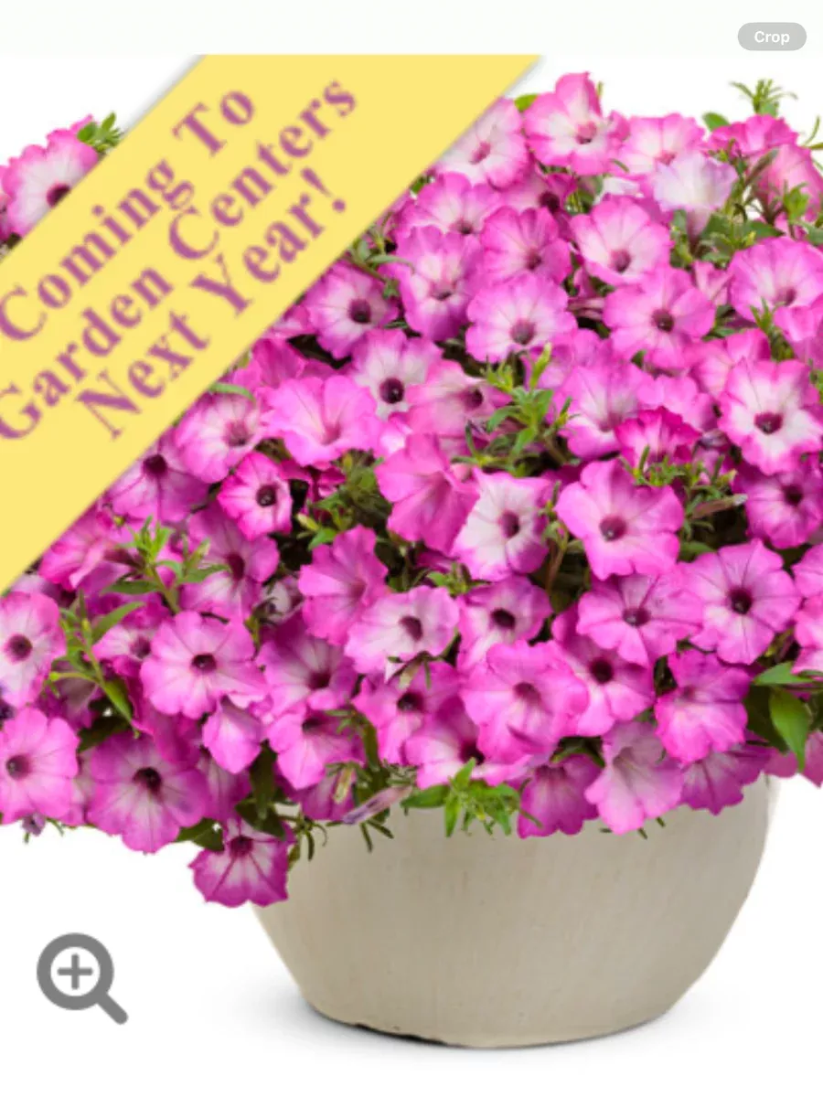 Supertunia Tiara Pink petuniaPetunia hybrid