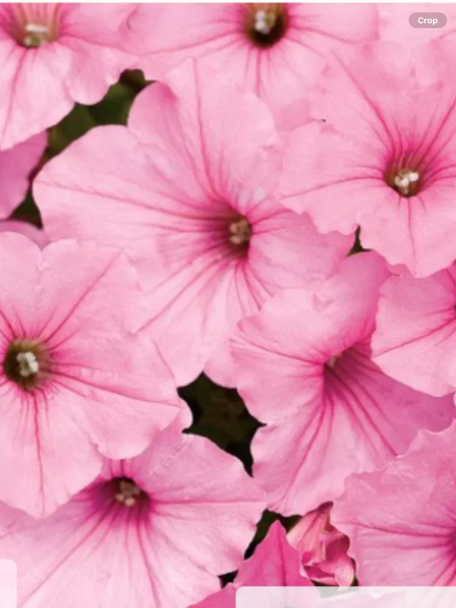 Supertunia Vista BubblegumPetunia hybrid