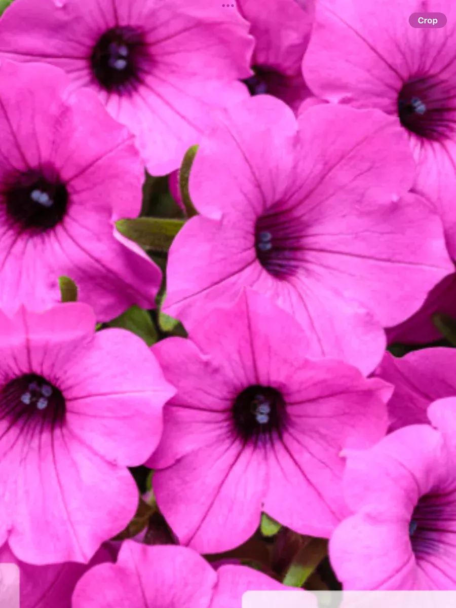 Supertunia Vista JazzberryPetunia hybrid