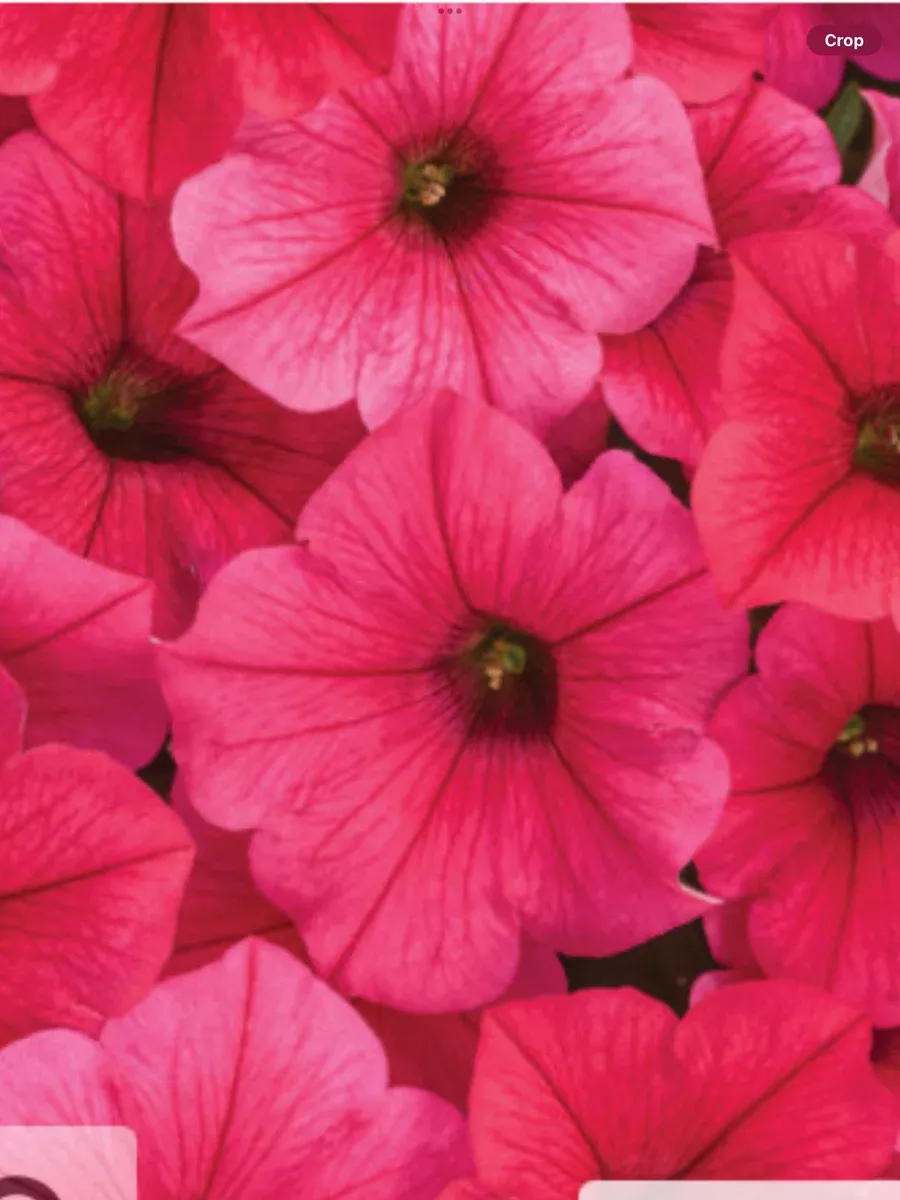 Supertunia Vista ParadisePetunia hybrid