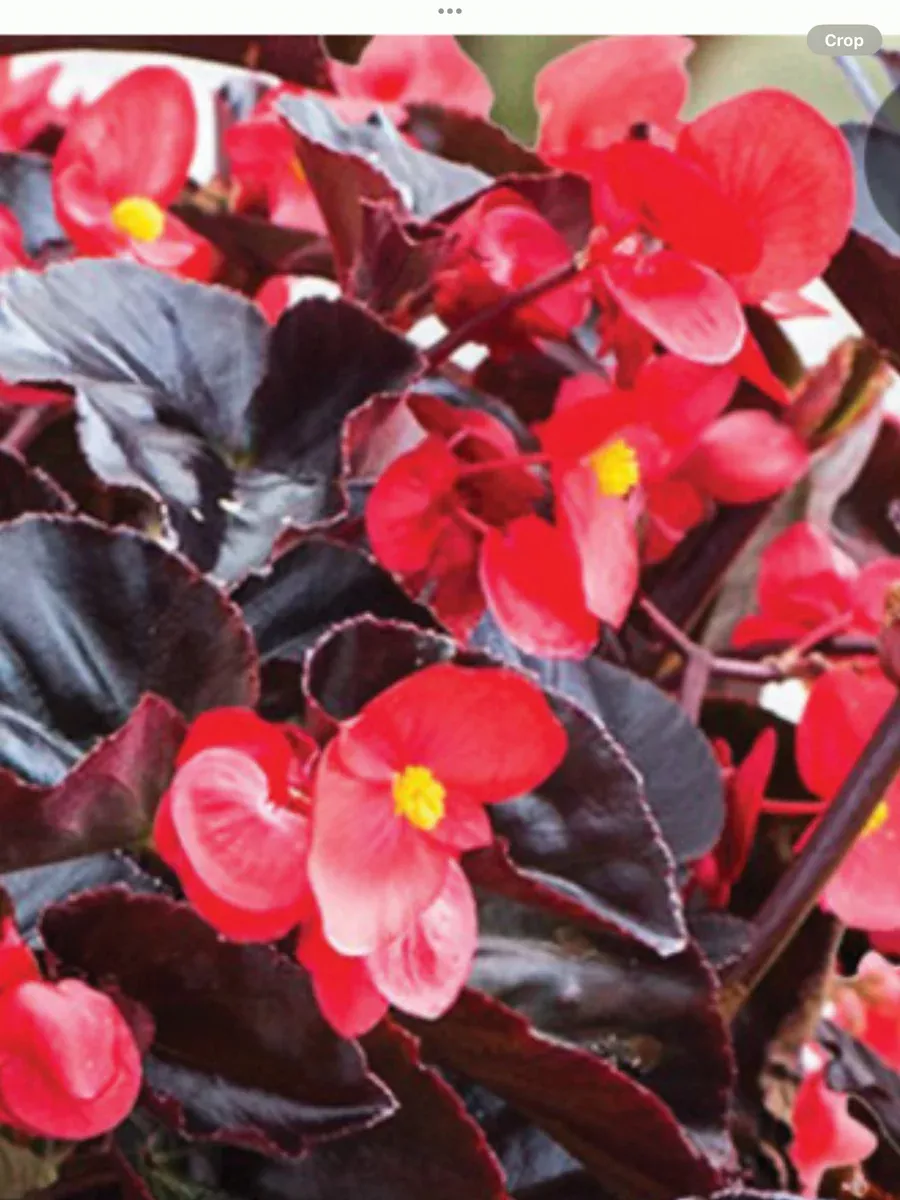 Surefire Cherry Cordial™Begonia x hybrida