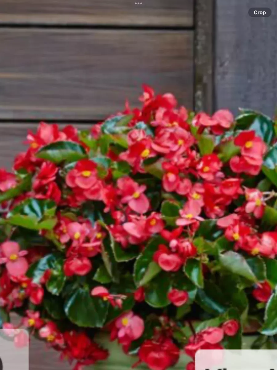 Surefire RedBegonia benariensis