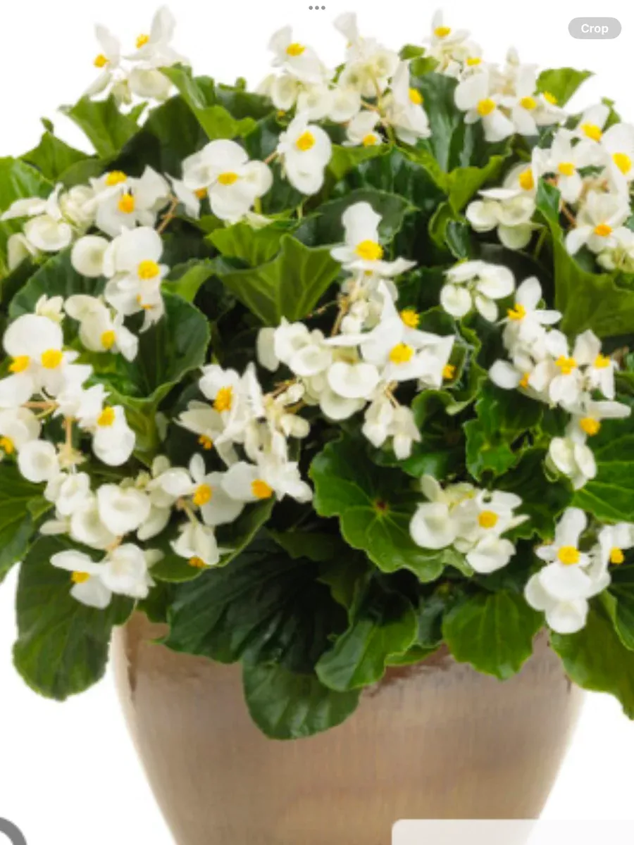 Surefire WhiteBegonia benariensis