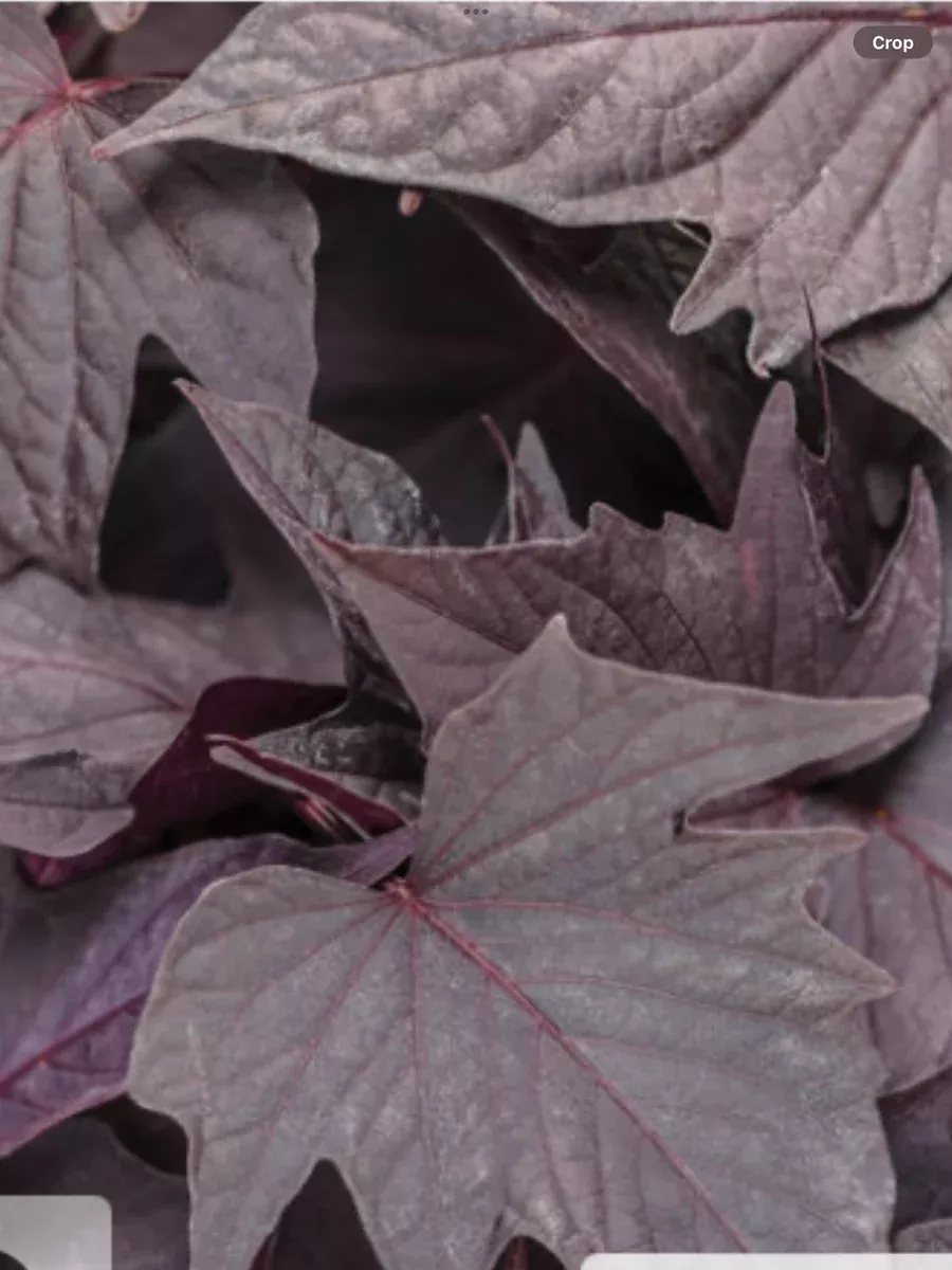 Sweet Caroline Bewitched After Midnight™ Sweet Potato VineIpomoea batatas