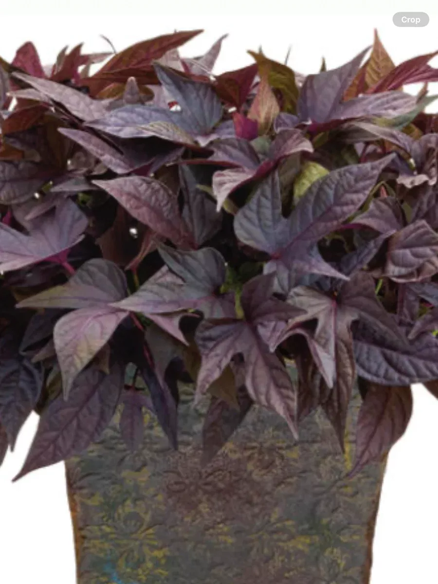 Sweet Caroline Raven™ Ornamental Sweet Potato VineIpomoea batatas