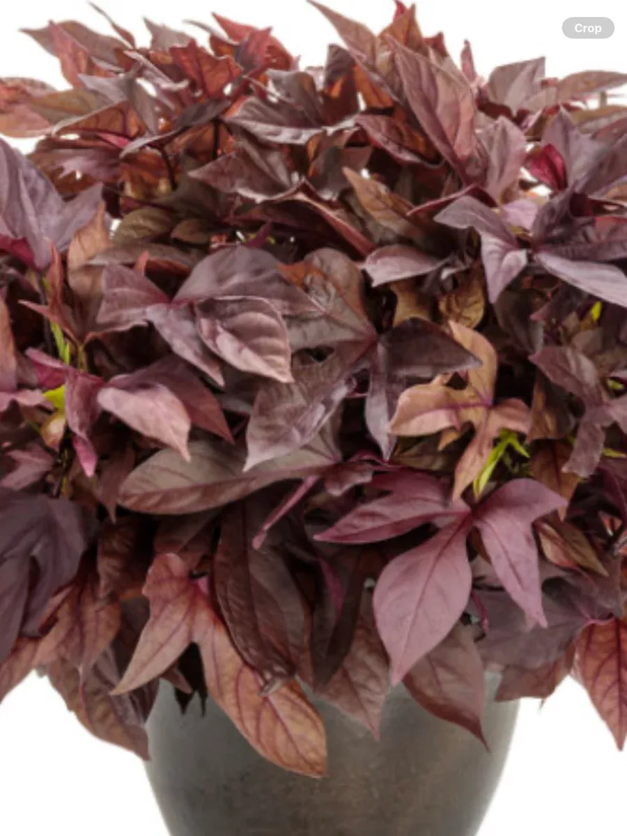 Sweet Caroline Red Hawk™ Ornamental Sweet Potato VineIpomoea hybrid