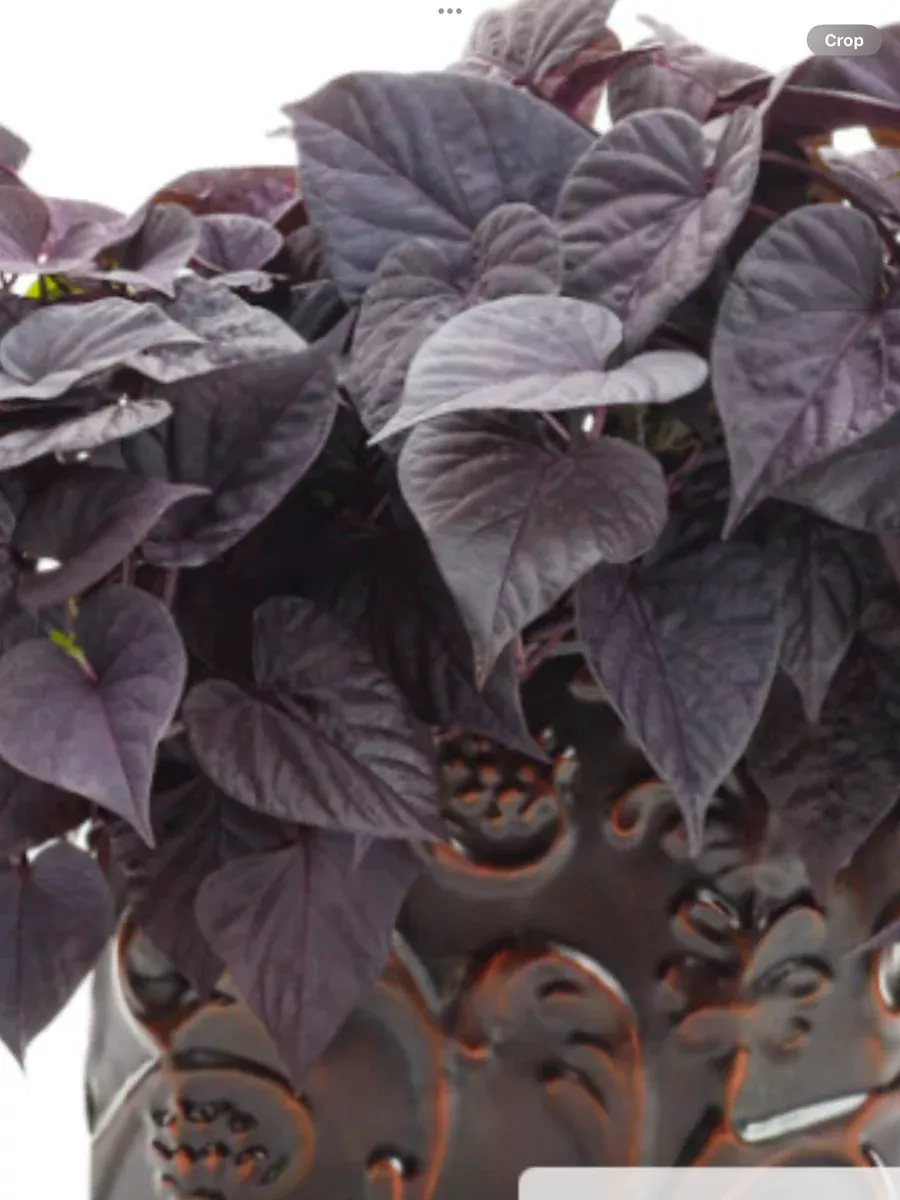 Sweet Caroline Sweetheart Jet Black™ Sweet Potato Vine
