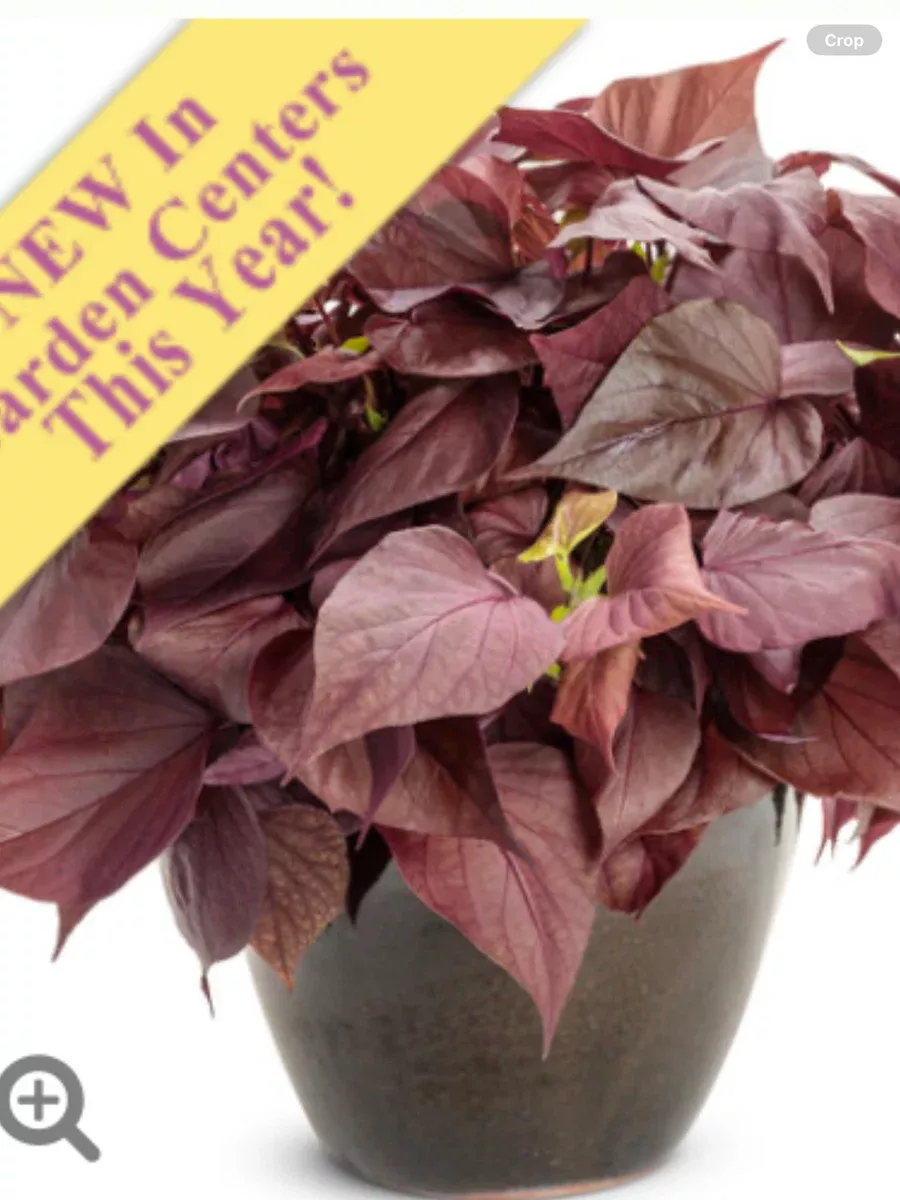 Sweet Caroline Sweetheart Mahogany™ Ornamental Sweet Potato VineIpomoea hybrid