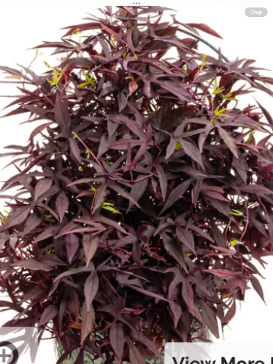 Sweet Caroline Upside™ Black Coffee Ornamental Sweet Potato VineIpomoea batatas