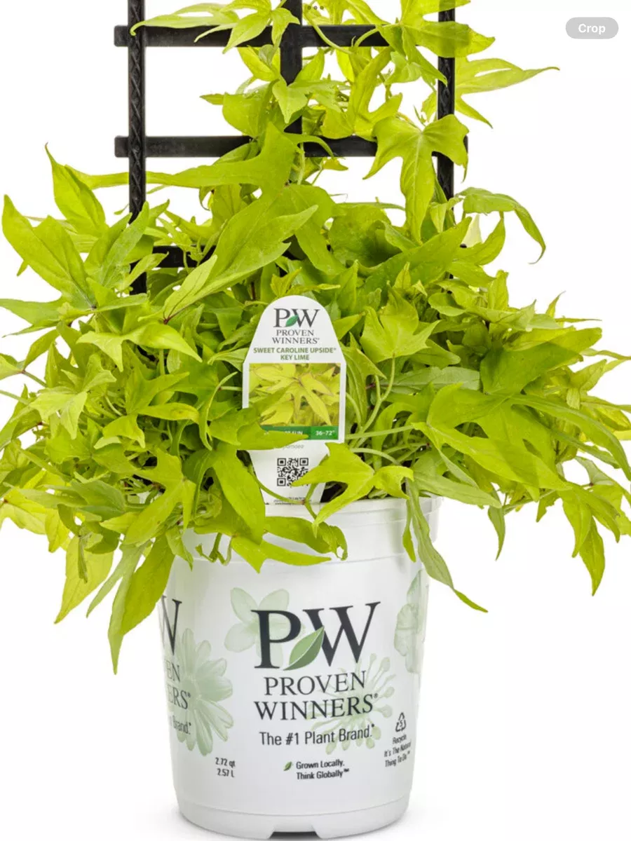 Sweet Caroline Upside™ Key Lime Ornamental Sweet Potato VineIpomoea batatas