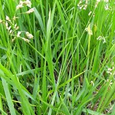 Sweetgrass