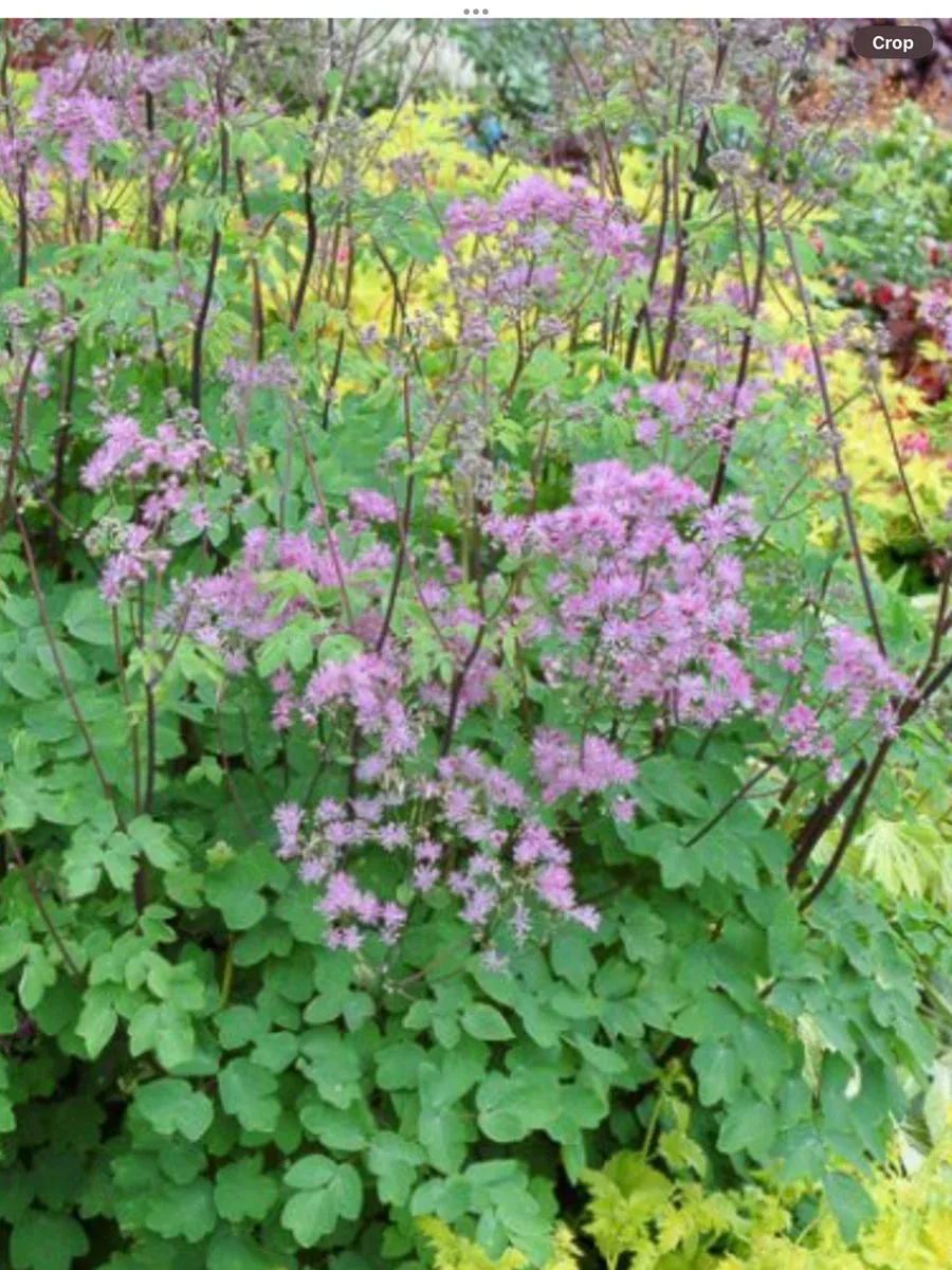 Thalictrum Black Stocking