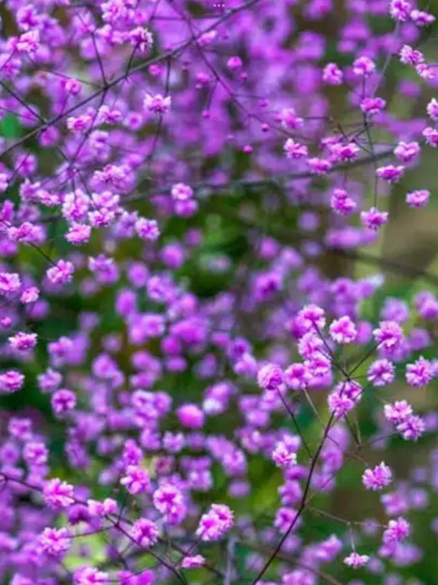 Thalictrum Hewitt Double