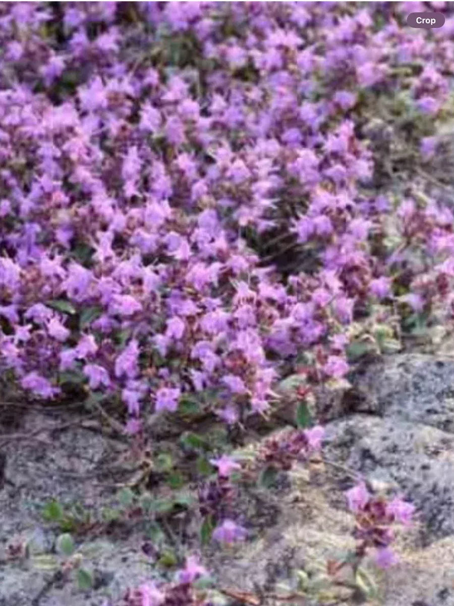 Thymus (Creeping Thyme) Pseudolanuginosis 'Woolly'