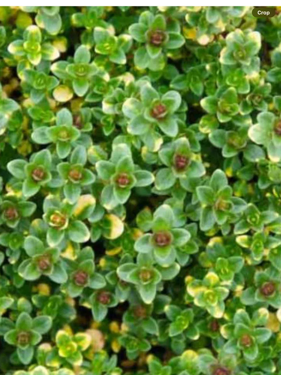 Thymus doerfleri Doone Valley (Creeping Thyme)