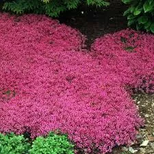 Thymus praecox ‘Coccineus Major’