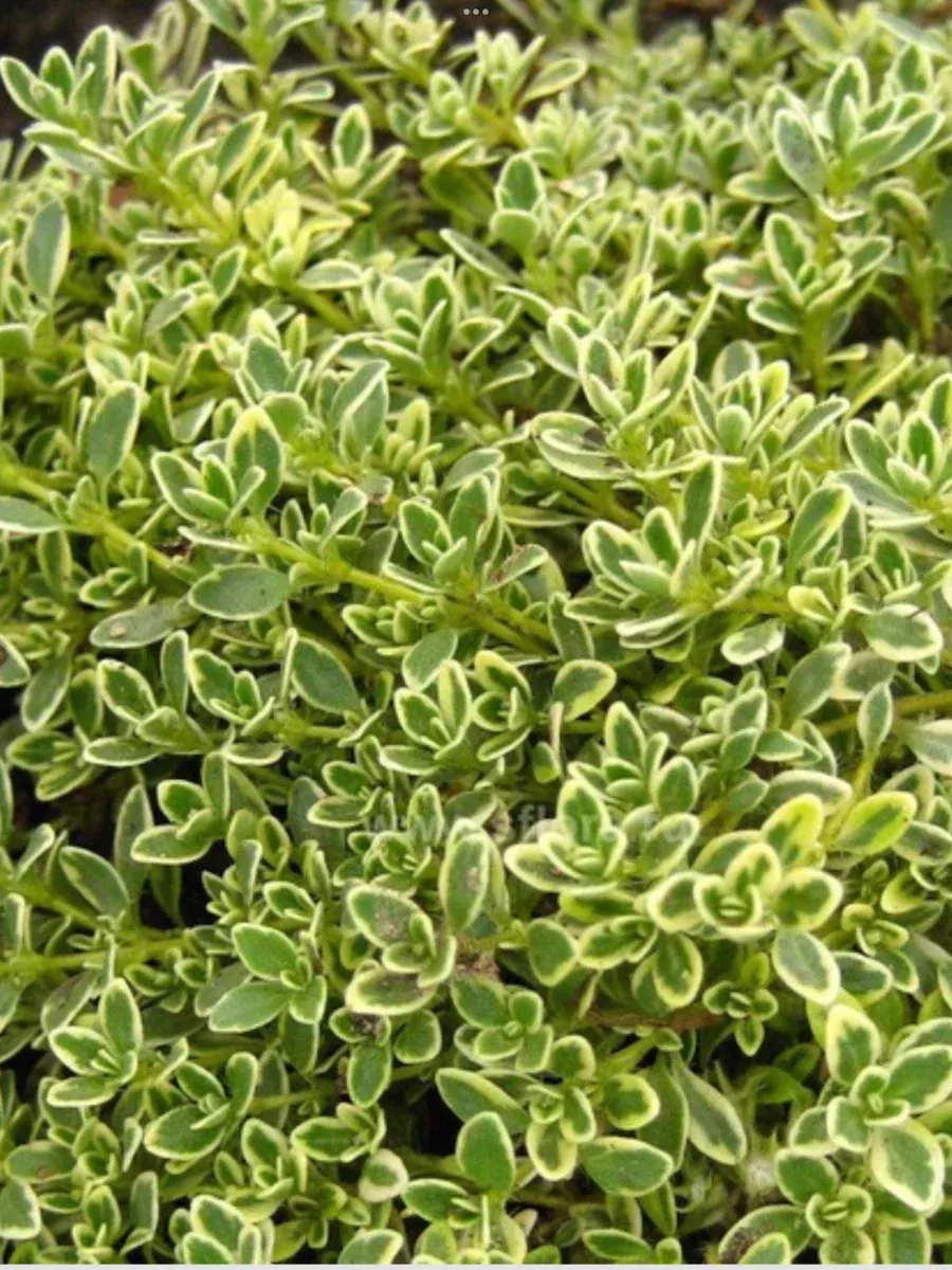 Thymus praecox Highland Cream