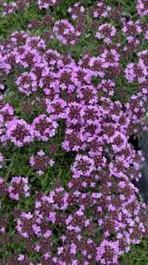 Thymus serpyillum Rosea