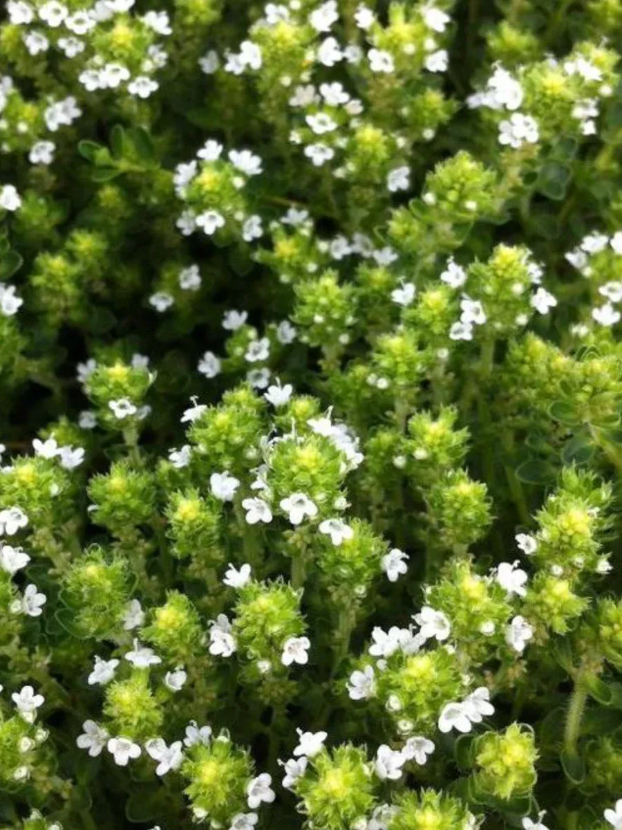 Thymus serpyllum Alba