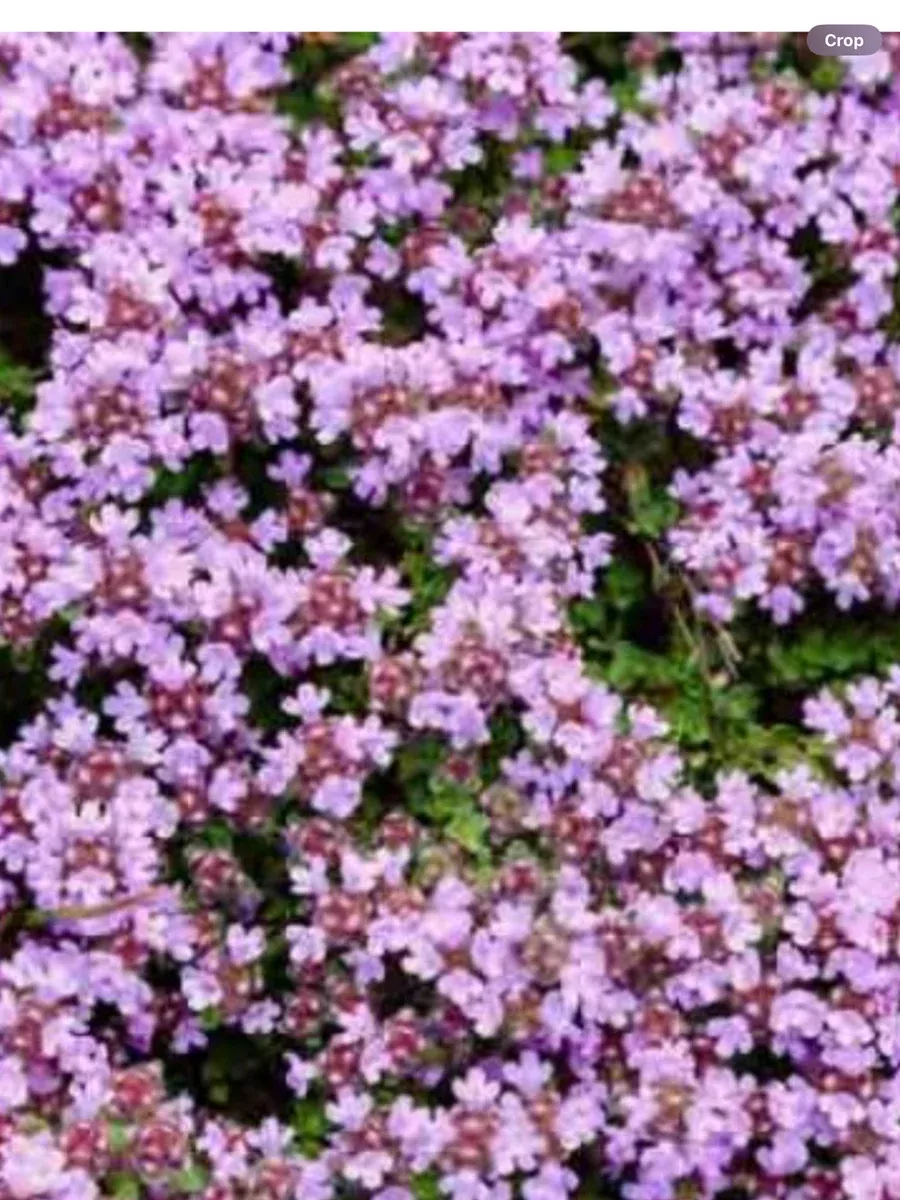 Thymus serpyllum Minus (Elfin)