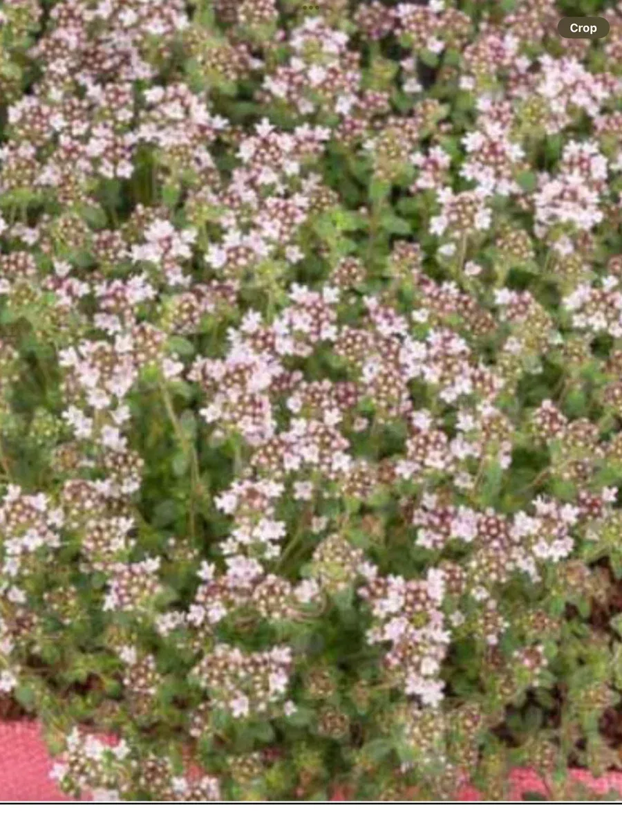 Thymus serpyllum Pink Chintz