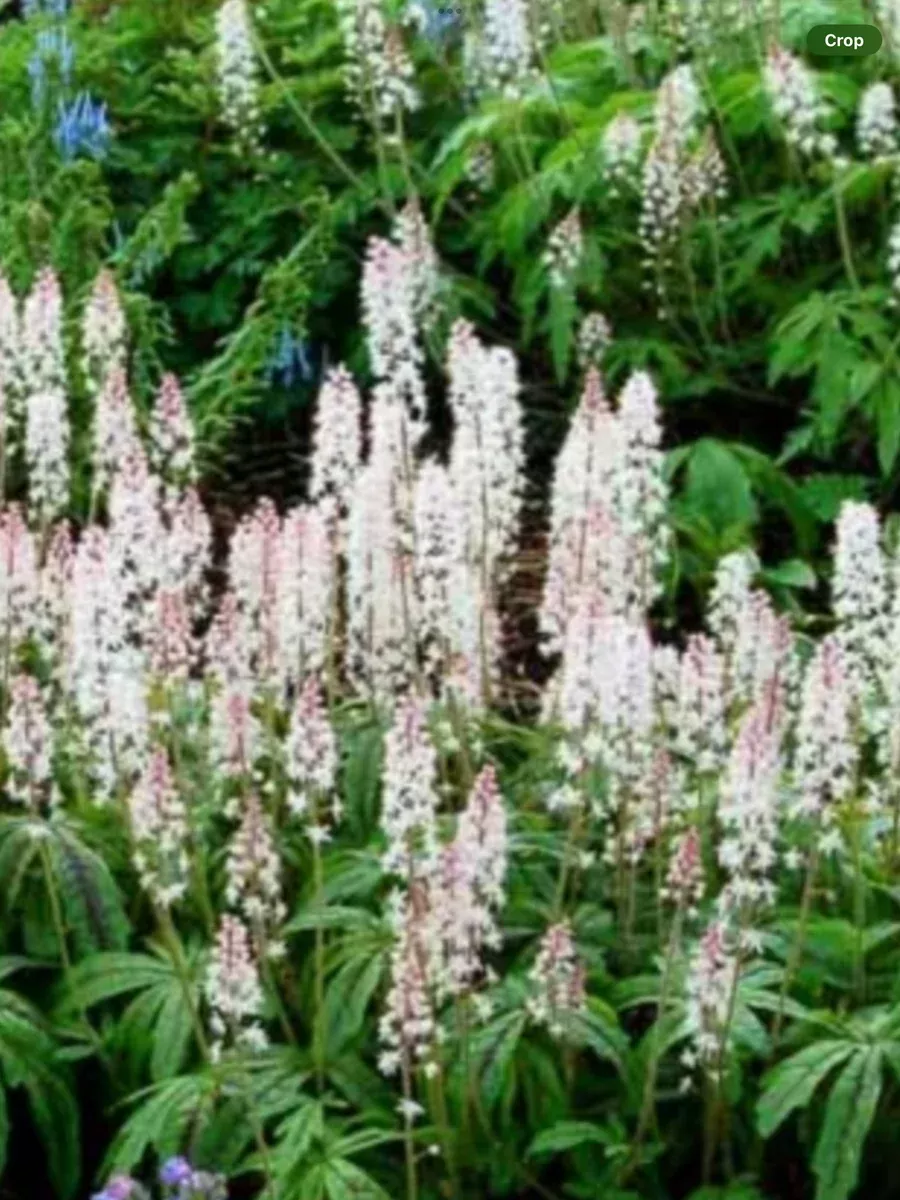 Tiarella Candy Striper