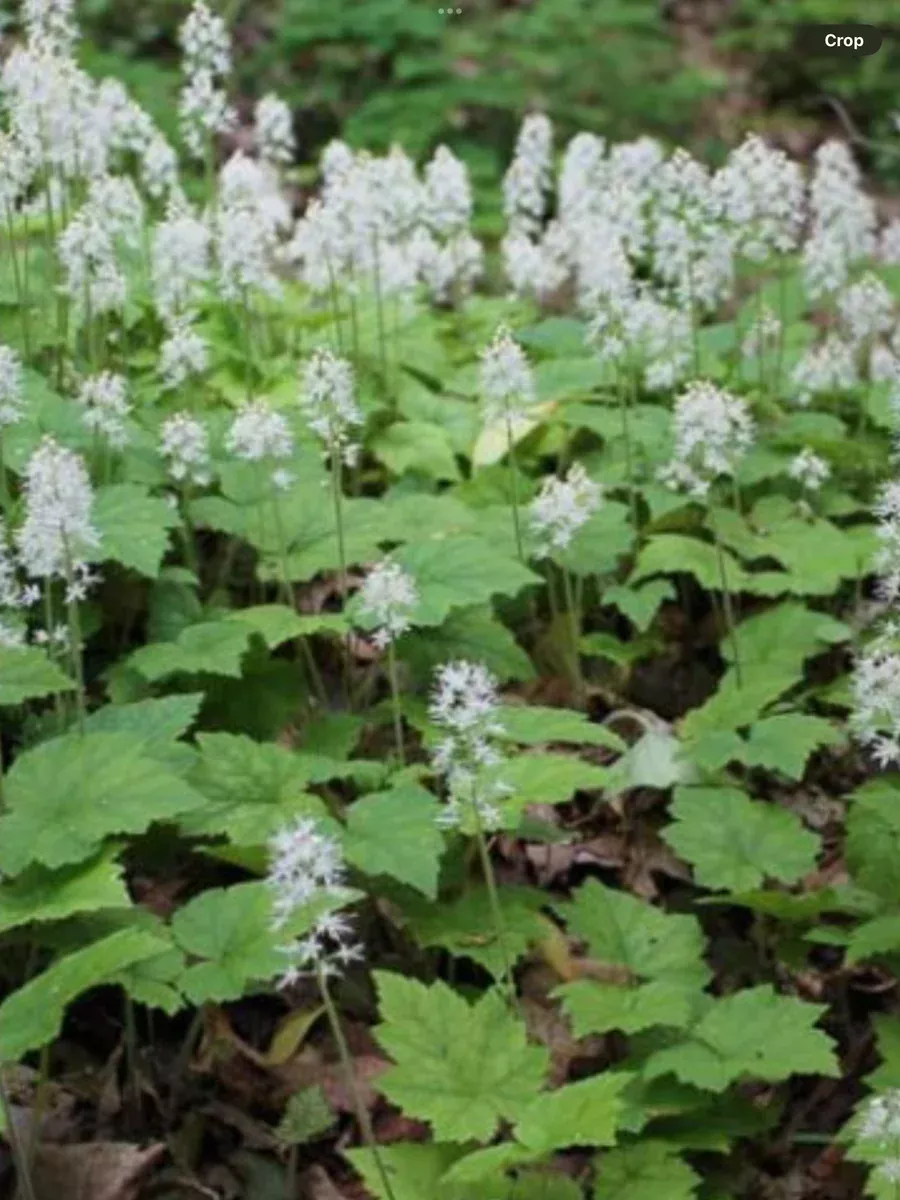 Tiarella Cordifolia